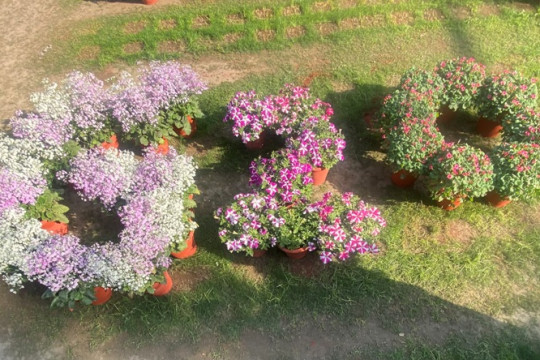 G20 Flower Show Feb to March 23