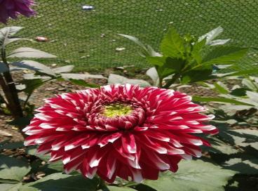 Geo tagged Photo KP Campus