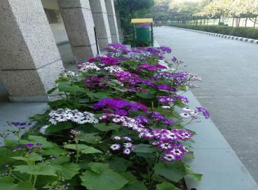 Geo tagged Photo KP Campus