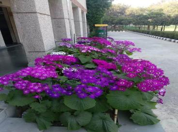 Geo tagged Photo KP Campus