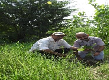 CUES plantation photos