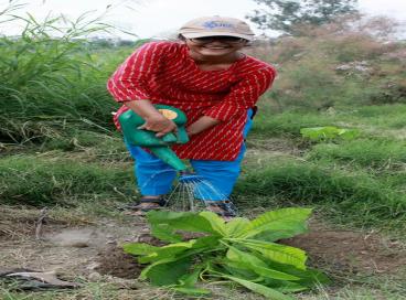 CUES plantation photos