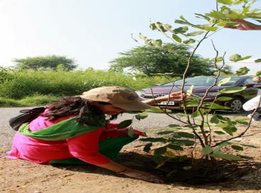 CUES plantation photos