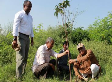 CUES plantation photos